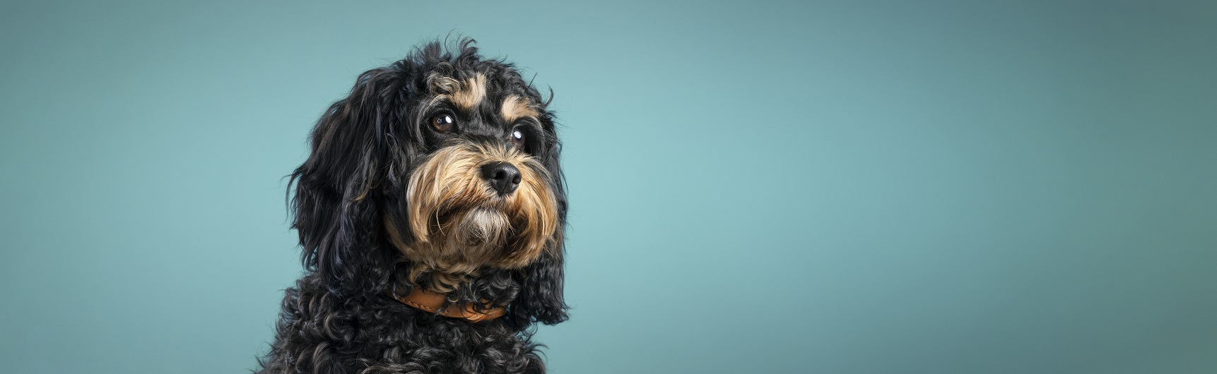 Yorkshire terrier cross dog