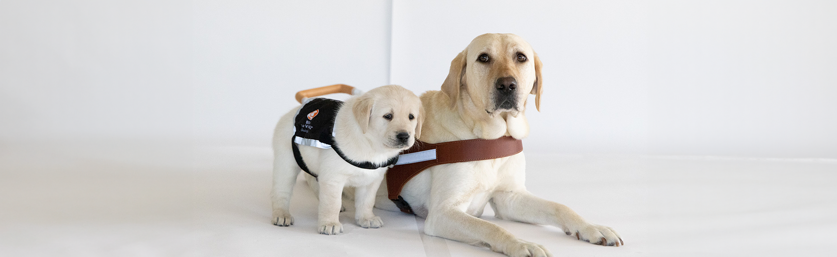 Southern Cross Pet Insurance partners with Blind Low Vision NZ