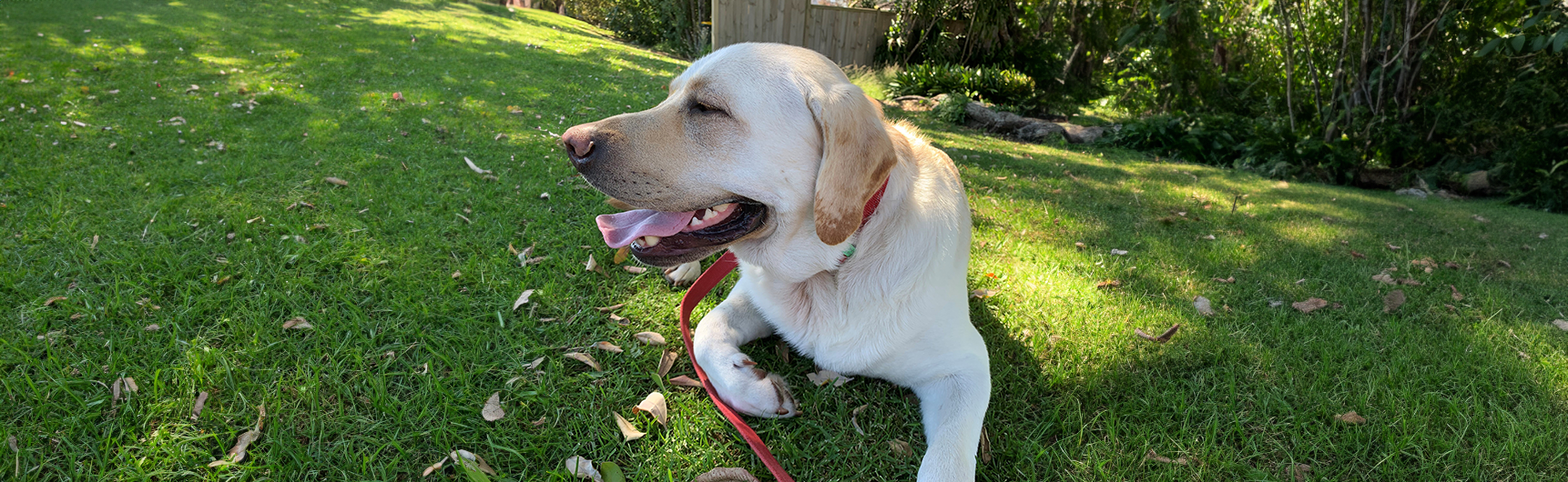 What to expect, when you are expecting a new pet