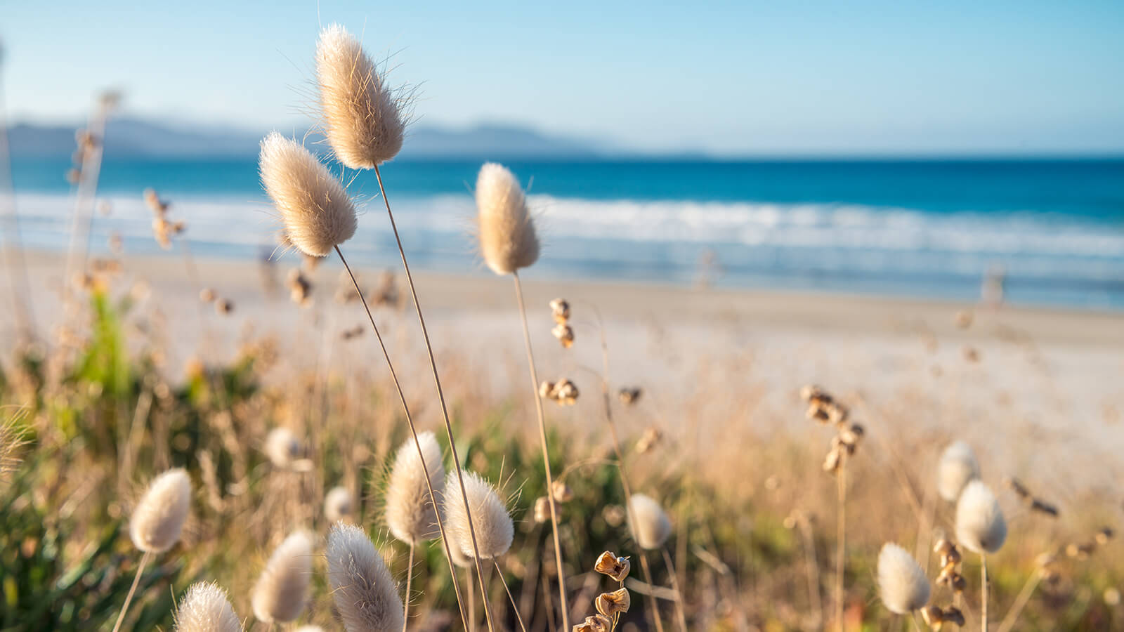 Reeds in the wind on the beach