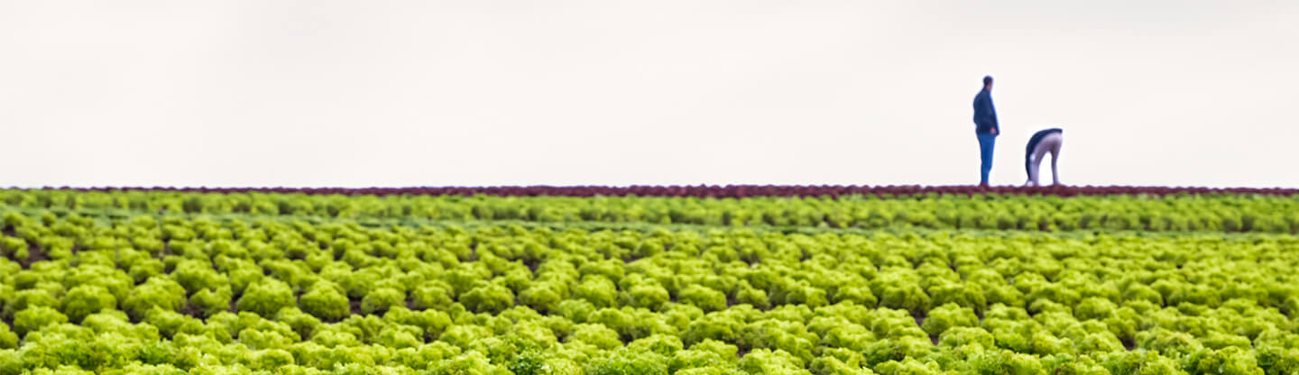 Ravensdown Ravensdown